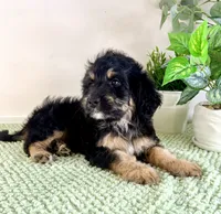 Dobby, a male Miniature Bernedoodle for sale in Indianapolis, IN – 3 of 7