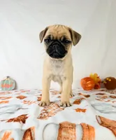 Frank, a male Pug for sale in Indianapolis, IN – 2 of 5
