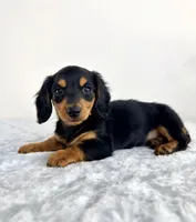 Delilah, a male Miniature Dachshund for sale in Indianapolis, IN – 4 of 6