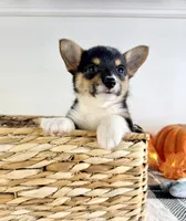 CKC May, a female Pembroke Welsh Corgi for sale in Indianapolis, IN – 4 of 5