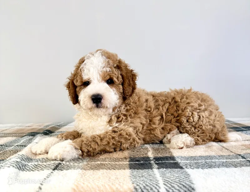 Kevin – Miniature Bernedoodle puppy for sale in Indianapolis, IN