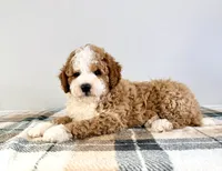Kevin, a male Miniature Bernedoodle for sale in Indianapolis, IN – 1 of 5