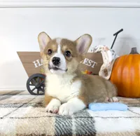 CKC Rio, a male Pembroke Welsh Corgi for sale in Indianapolis, IN – 5 of 5