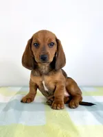 Olive, a female Pembroke Welsh Corgi and Miniature Dachshund for sale in Indianapolis, IN – 6 of 6