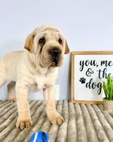 Jackson, a male Chinese Shar-Pei and Cocker Spaniel for sale in Indianapolis, IN – Photo 2 of 5