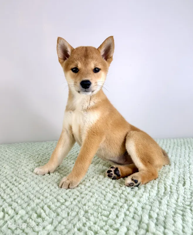Maya – Shiba Inu puppy for sale in Indianapolis, IN