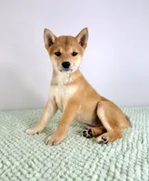 Maya, a female Shiba Inu for sale in Indianapolis, IN – 1 of 6