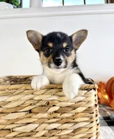 CKC Mae, a female Pembroke Welsh Corgi for sale in Indianapolis, IN – 4 of 5