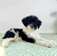 Wednesday , a female Miniature Bernedoodle for sale in Indianapolis, IN – 2 of 5