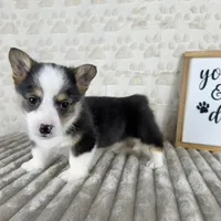 Emmett, a male Pembroke Welsh Corgi for sale in Indianapolis, IN – Photo 2 of 6