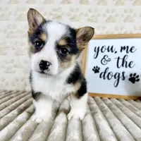 Emmett, a male Pembroke Welsh Corgi for sale in Indianapolis, IN – Photo 6 of 6