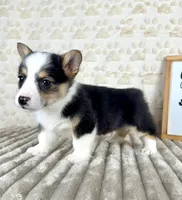 Emmy, a female Pembroke Welsh Corgi for sale in Indianapolis, IN – Photo 4 of 6