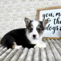 Emmett, a male Pembroke Welsh Corgi for sale in Indianapolis, IN – Photo 3 of 6