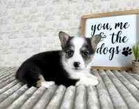 Emmy, a female Pembroke Welsh Corgi for sale in Indianapolis, IN – Photo 3 of 6