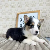Emmett, a male Pembroke Welsh Corgi for sale in Indianapolis, IN – Photo 5 of 6
