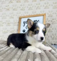 Emmy, a female Pembroke Welsh Corgi for sale in Indianapolis, IN – Photo 5 of 6