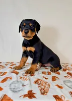 Duchess, a female Rottweiler for sale in Indianapolis, IN – 3 of 5