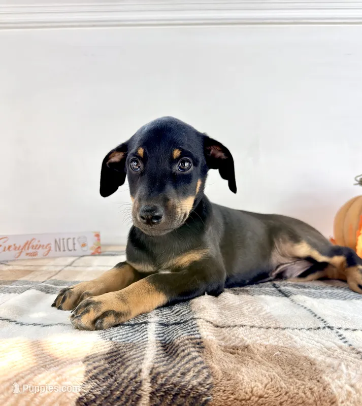 Kingston – Doberman Pinscher puppy for sale in Indianapolis, IN