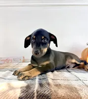 Kingston, a male Doberman Pinscher for sale in Indianapolis, IN – 1 of 4