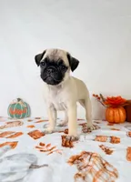 Paisley, a female Pug for sale in Indianapolis, IN – 3 of 6