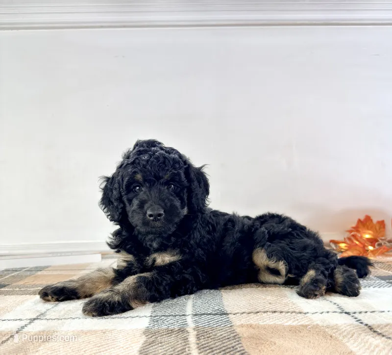 Luna – Miniature Bernedoodle puppy for sale in Indianapolis, IN