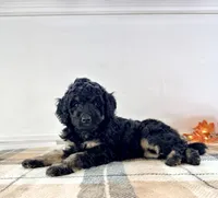 Luna, a female Miniature Bernedoodle for sale in Indianapolis, IN – 1 of 5