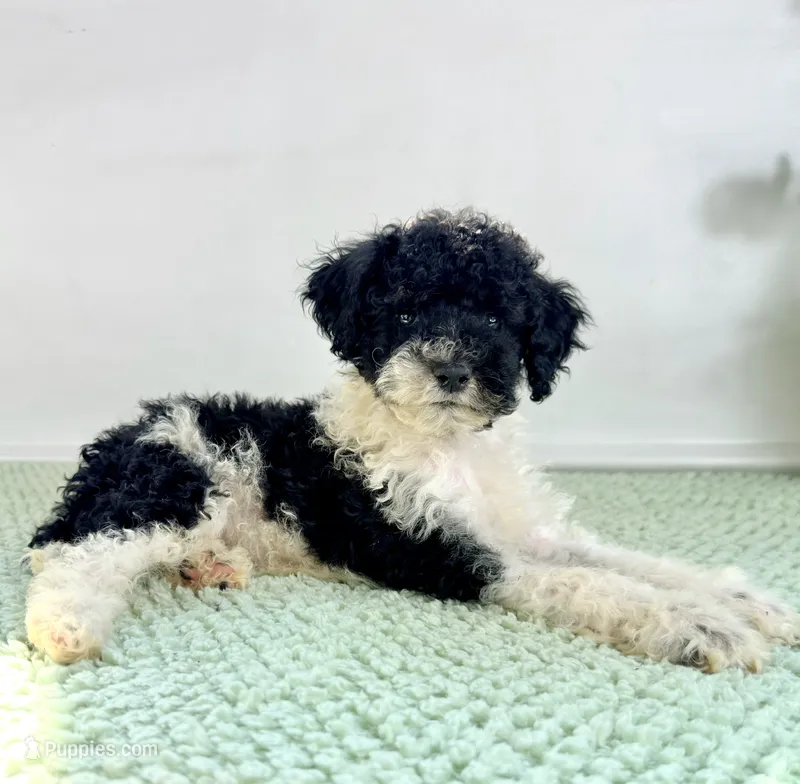 Wednesday  – Miniature Bernedoodle puppy for sale in Indianapolis, IN