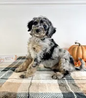 Harry, a male Miniature Bernedoodle for sale in Indianapolis, IN – 4 of 5