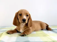 Oakley, a female Pembroke Welsh Corgi and Miniature Dachshund for sale in Indianapolis, IN – 4 of 5