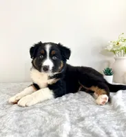 Lassie, a female Australian Shepherd for sale in Indianapolis, IN – 4 of 5