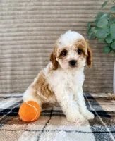 Nemo, a male Cavapoo for sale in Indianapolis, IN – 5 of 5