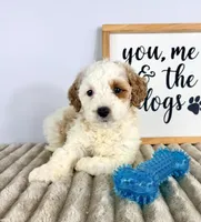 Grover, a female Miniature Goldendoodle for sale in Indianapolis, IN – Photo 2 of 4