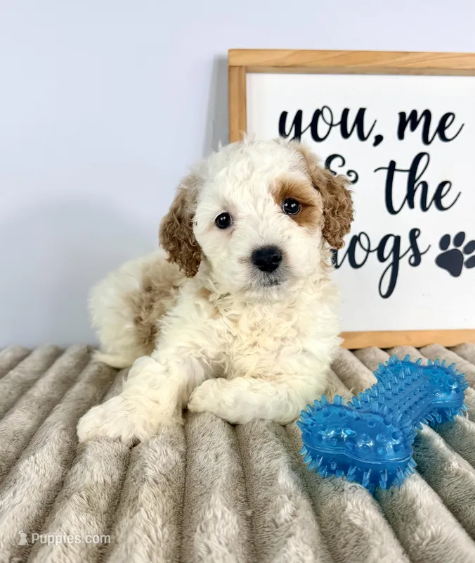 Grover – Miniature Goldendoodle puppy for sale in Indianapolis, IN