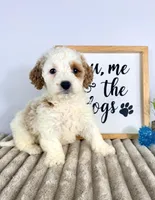 Grover, a female Miniature Goldendoodle for sale in Indianapolis, IN – Photo 4 of 4