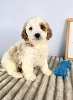 Grover, a female Miniature Goldendoodle for sale in Indianapolis, IN – Photo 3 of 4