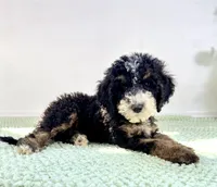 Winnie, a female Miniature Bernedoodle for sale in Indianapolis, IN – 3 of 6