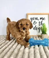 Gizmo, a male Miniature Goldendoodle for sale in Indianapolis, IN – Photo 3 of 8