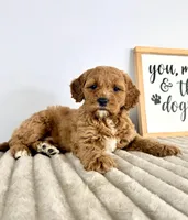 Gizmo, a male Miniature Goldendoodle for sale in Indianapolis, IN – Photo 5 of 8