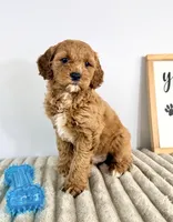 Gizmo, a male Miniature Goldendoodle for sale in Indianapolis, IN – Photo 4 of 8