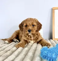 Gizmo, a male Miniature Goldendoodle for sale in Indianapolis, IN – Photo 2 of 8