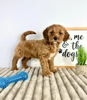 Gizmo, a male Miniature Goldendoodle for sale in Indianapolis, IN – Photo 8 of 8