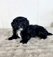 Bentley, a male Shihpoo for sale in Indianapolis, IN – 3 of 5