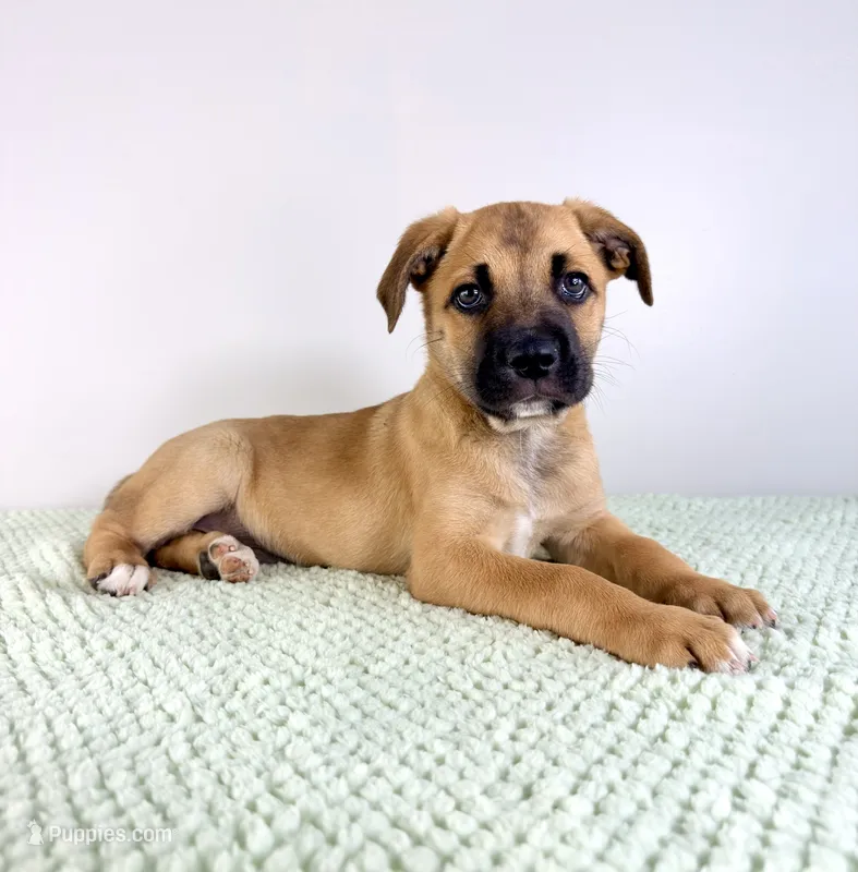 Diesel – Border Collie, Cane Corso puppy for sale in Indianapolis, IN