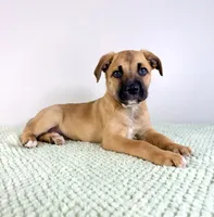 Diesel, a male Border Collie and Cane Corso for sale in Indianapolis, IN – 1 of 6
