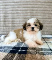 Sally, a female Mal Shi for sale in Indianapolis, IN – 2 of 5
