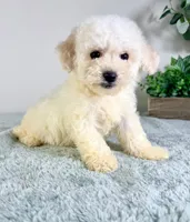 processed/648a52e0-5251-41cb-838c-03651bbcc746/listing/4bea3a30-d336-4158-aee9-b6b0633aa5d8/3c958496-e69b-43d3-a4d0-ca6425ed03bb