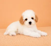 Peaches, a female Cavapoo for sale in Indianapolis, IN – 2 of 5
