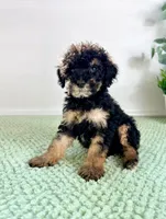 Sabrina, a female Miniature Bernedoodle for sale in Indianapolis, IN – 4 of 5