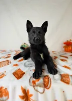 AKC Nova, a female German Shepherd Dog for sale in Indianapolis, IN – 4 of 5