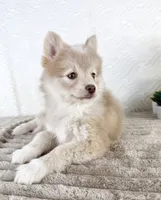 Wolfe, a male Pomsky for sale in Indianapolis, IN – 6 of 6